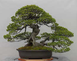 Goyo-matsu (Japanese Five Needle Pine), photo by the Omiya Bonsai Art Museum