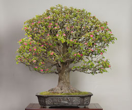 Karin (Chinese Quince), photo by the Omiya Bonsai Art Museum