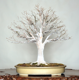 Keyaki (Japanese Zelkova), photo by the Omiya Bonsai Art Museum