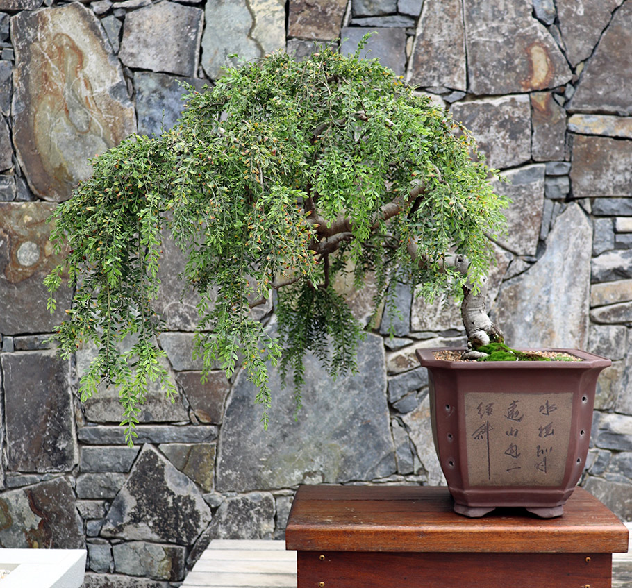 Acacia Bonsai