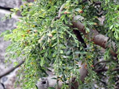 Wattle Acacia