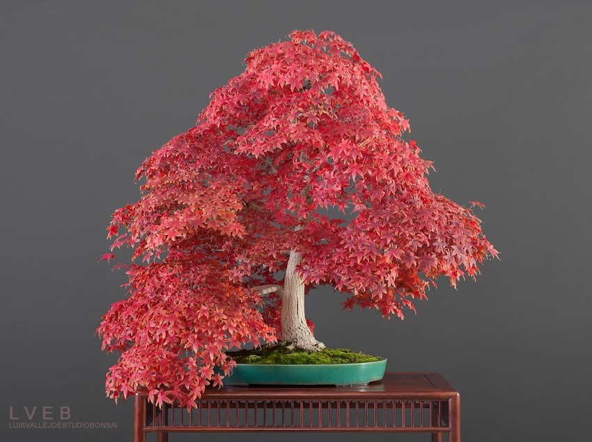 Acer Palmatum Bonsai