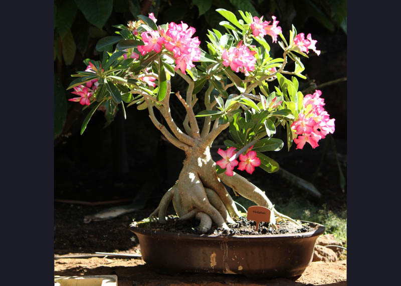 Adenium bonsai with pink flowers 