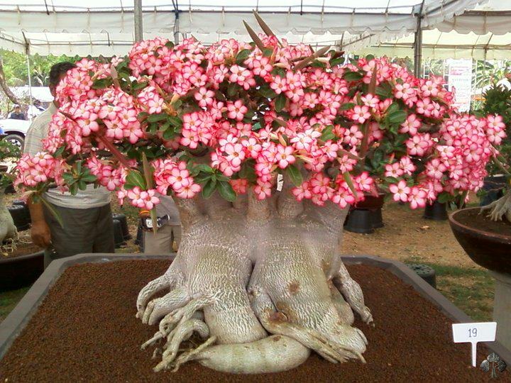 Adenium bonsai tree