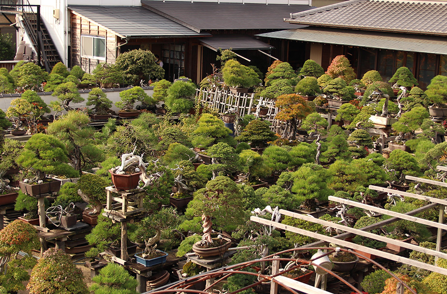 Aichien Bonsai garden