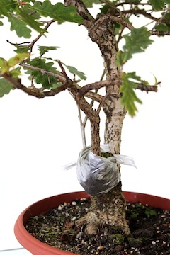 Air layered bonsai