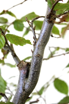 Air layer by a ring