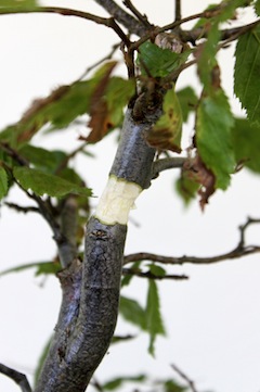 Air layer bonsai trees