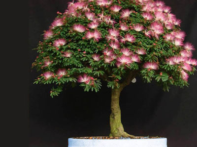 Silk tree Albizia