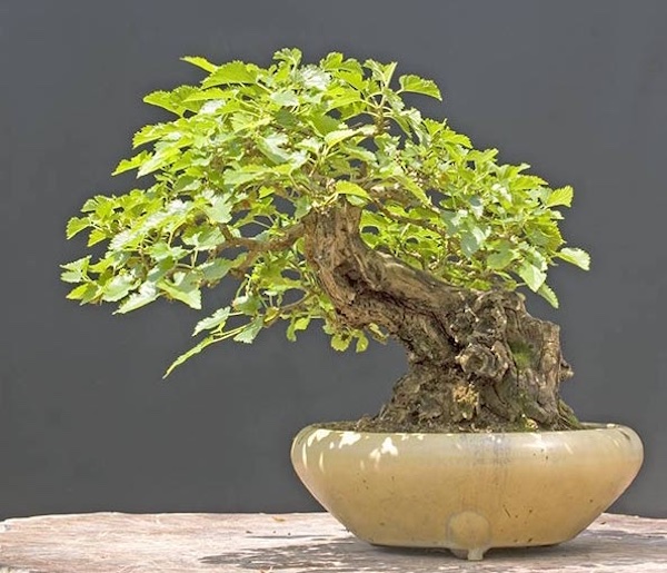 Bonsai de Amoreira