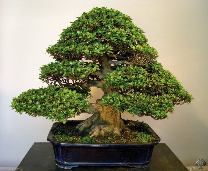 Azalea Bonsai