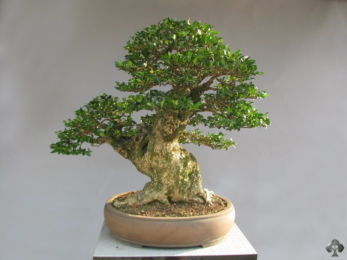 Buxus bonsai tree Andrea Trevisan