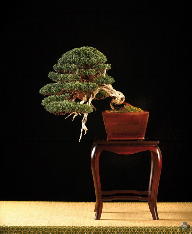 Juniperus Kishu bonsai