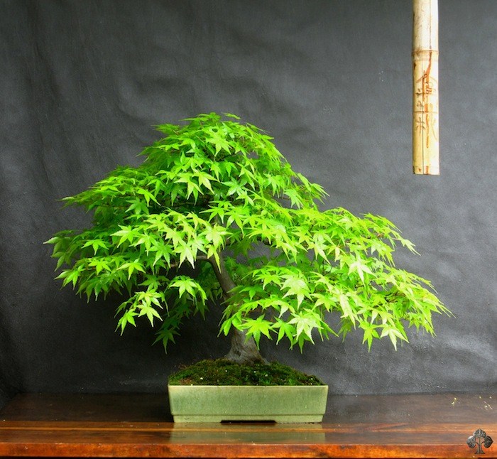 Anibal Poublan Acer bonsai