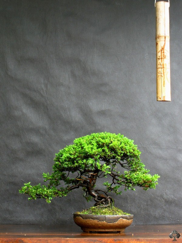 Anibal Poublan bonsai