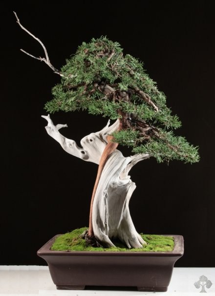 Juniperus Phoenicea bonsai