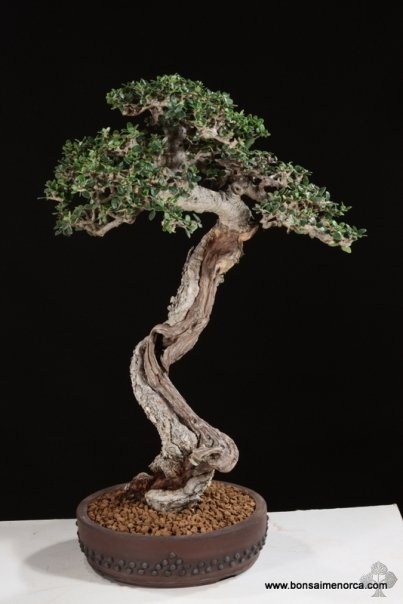 Olea Europaea bonsai