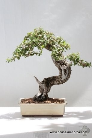 Antoni Payeras bonsai