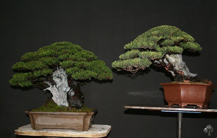 Bonsai trees