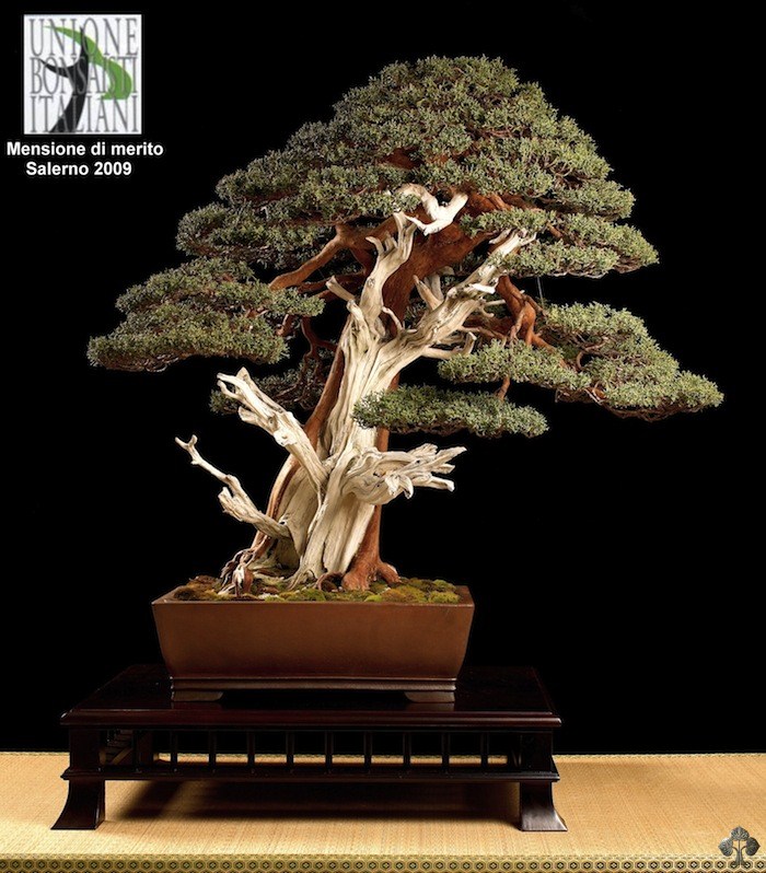 Juniper bonsai