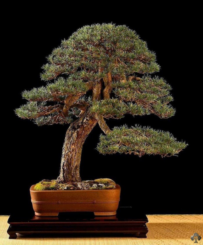 Pine bonsai by Antonio Gesualdi