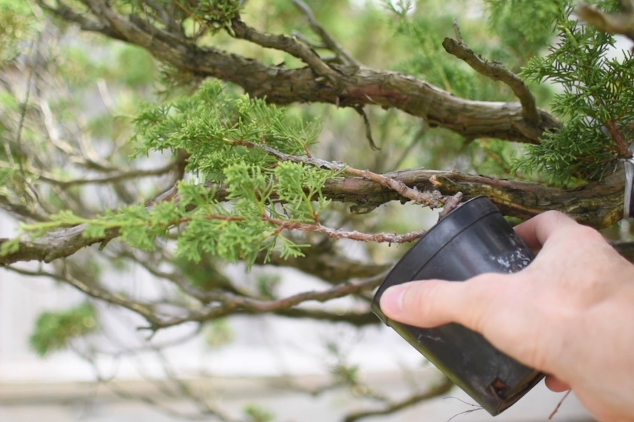 Scion grafting Bonsai