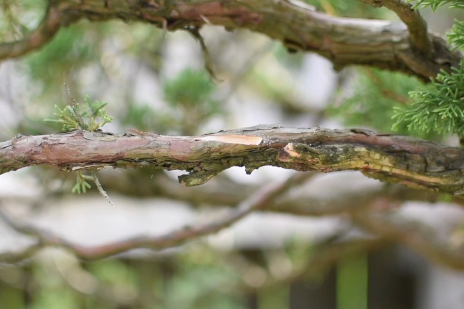 Scion grafting Bonsai