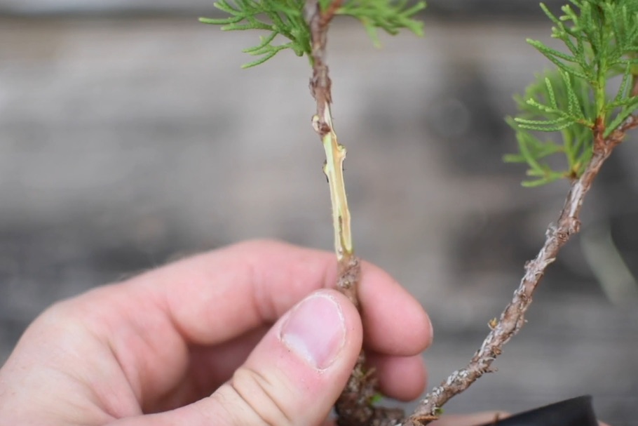 Scion grafting Bonsai