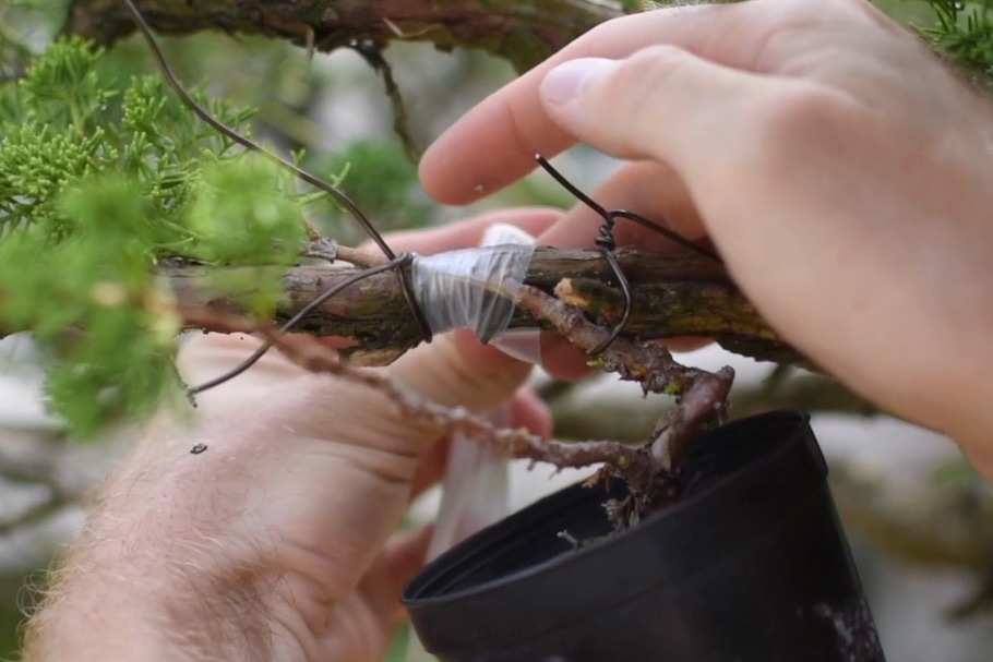 Scion grafting Bonsai