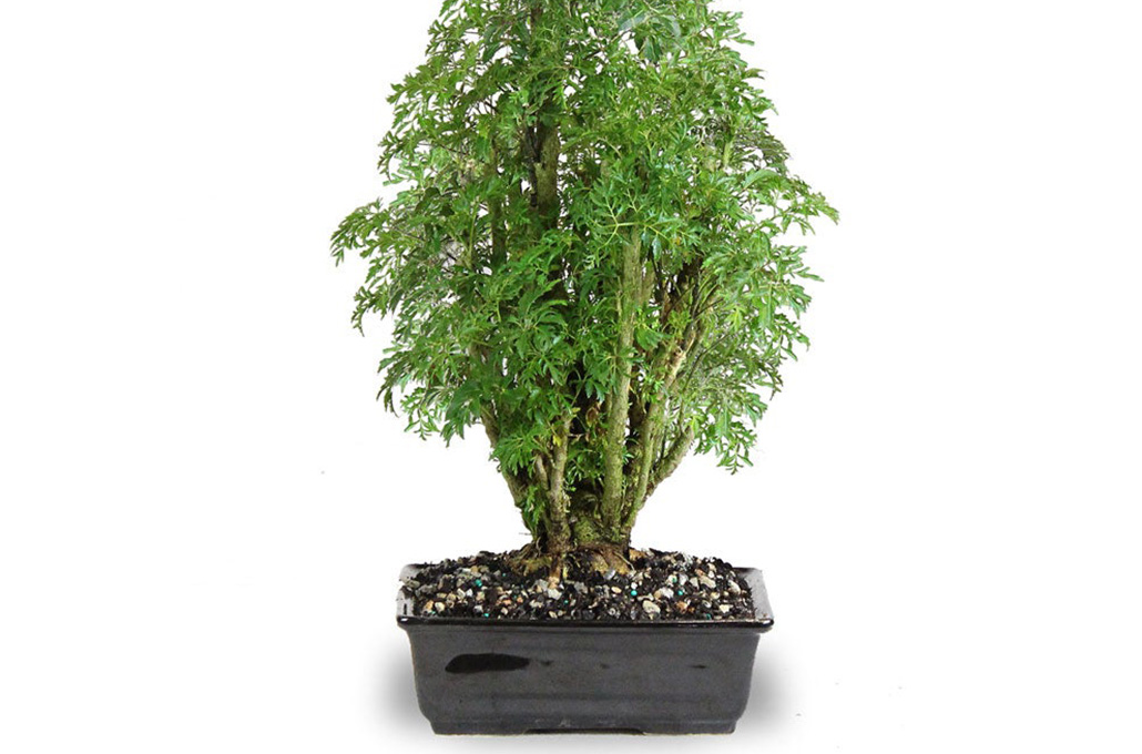 Pinnate Aralia Bonsai