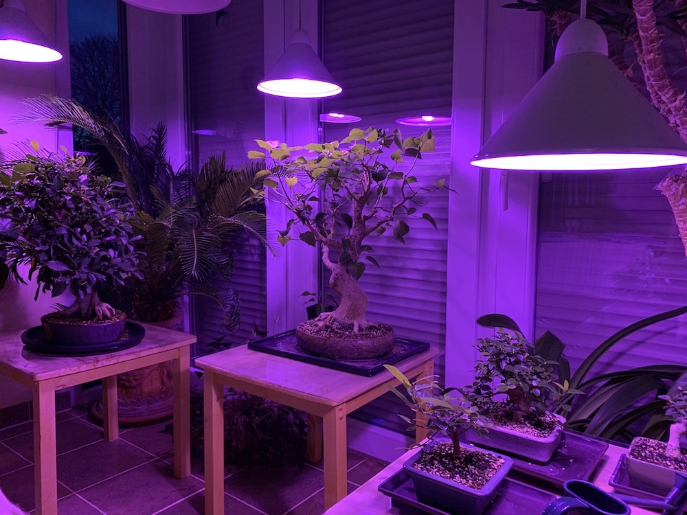 Grow lights for Bonsai