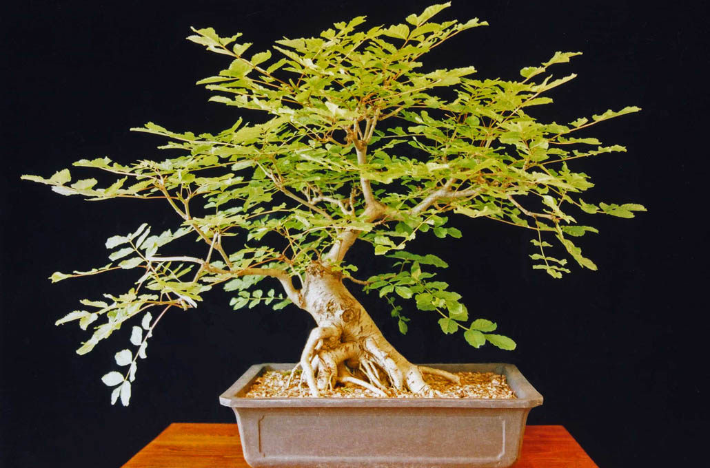 Ash Bonsai