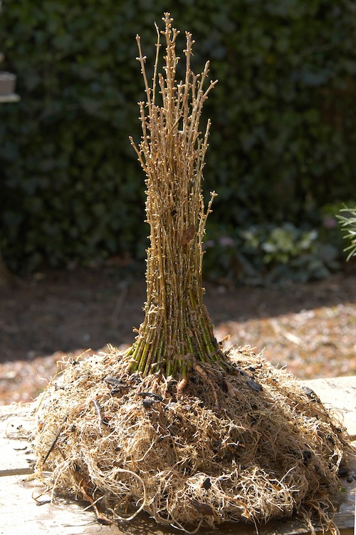 Bonsai trunk fusion