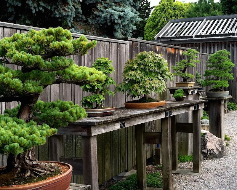 Weyerhaeuser Bonsai garden, Aureliak