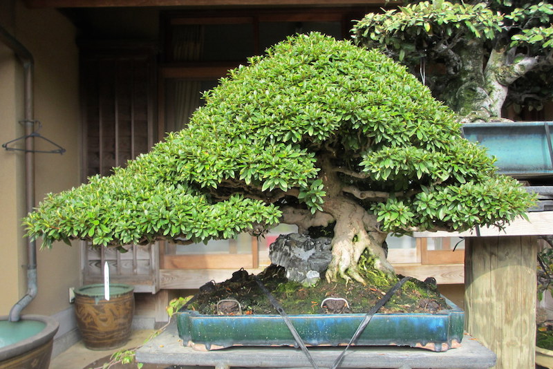 Azalea rock Bonsai