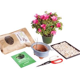 Azalea Bonsai Kit