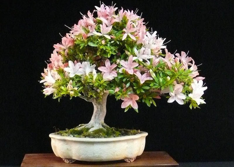 Azalea Bonsai