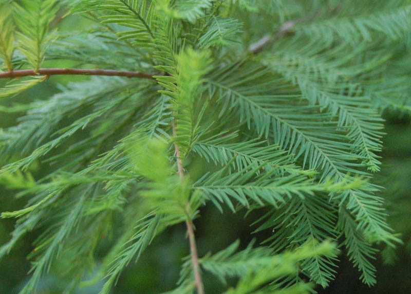 Leaves of the Bald cypress 