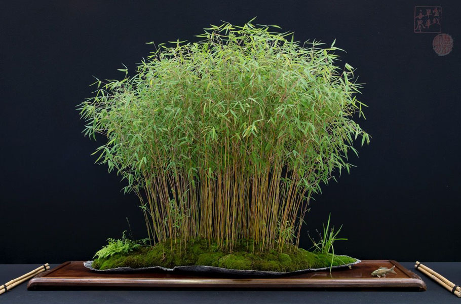 Bamboo Bonsai