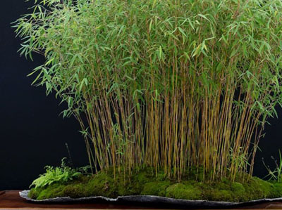 Bamboo Bambusoideae