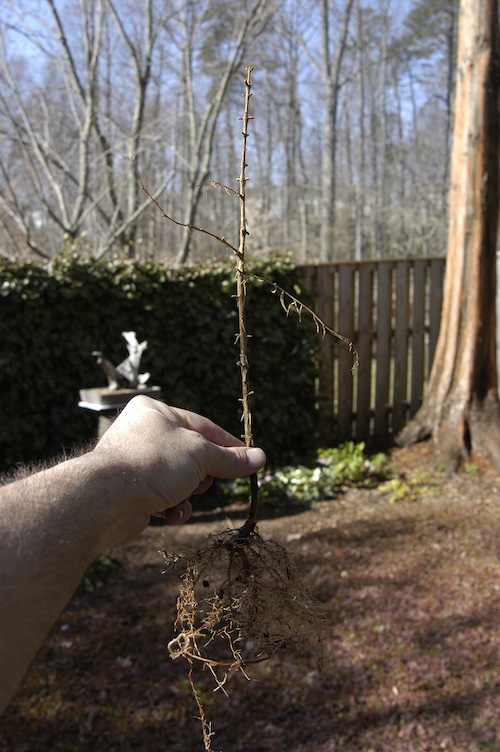 Bareroot bonsai seedling