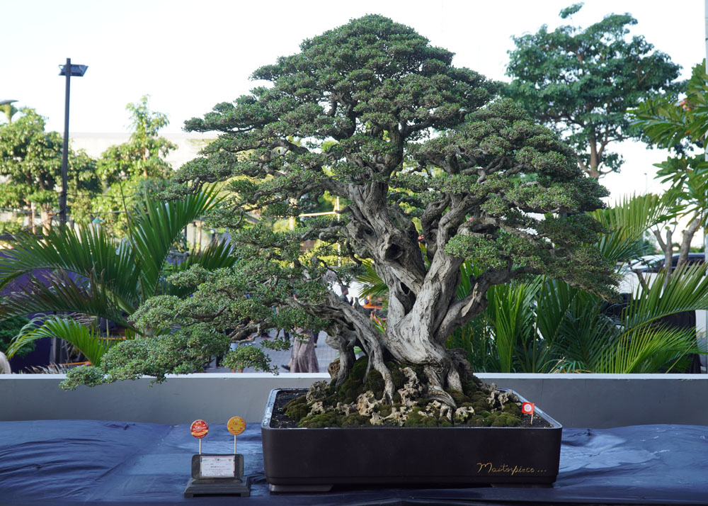 PPBI and WBFF Bonsai exhibition