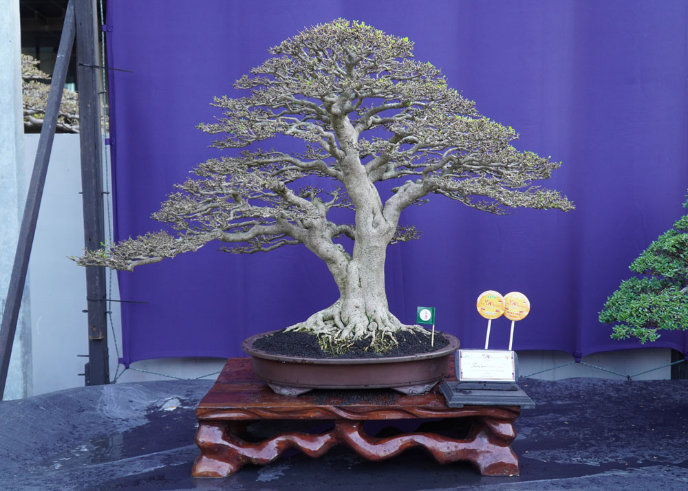 PPBI and WBFF Bonsai exhibition