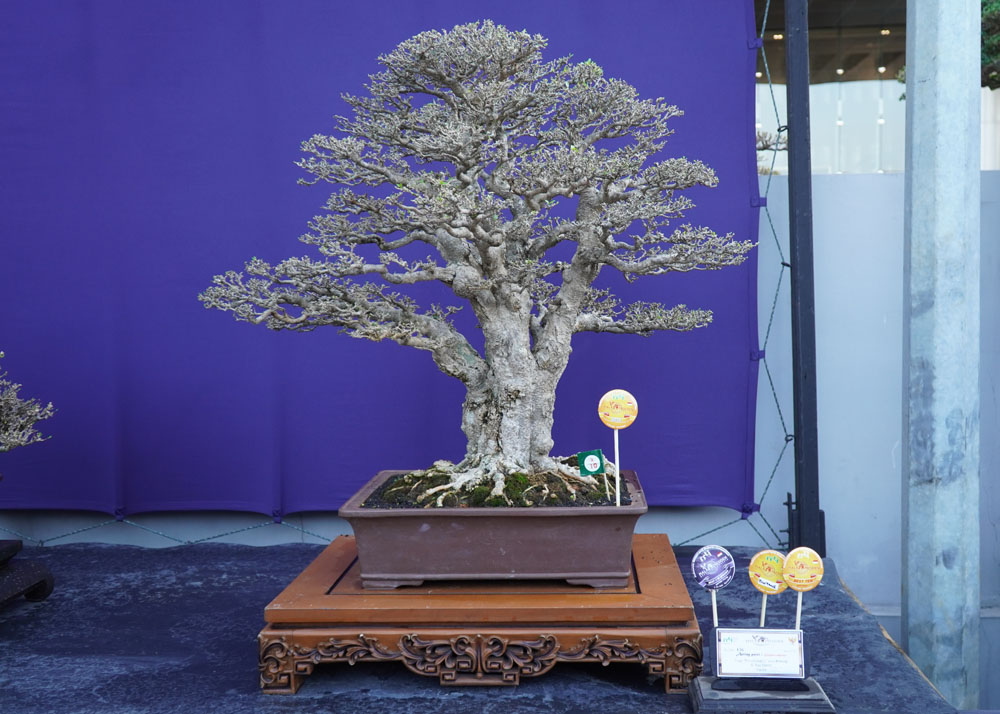 PPBI and WBFF Bonsai exhibition