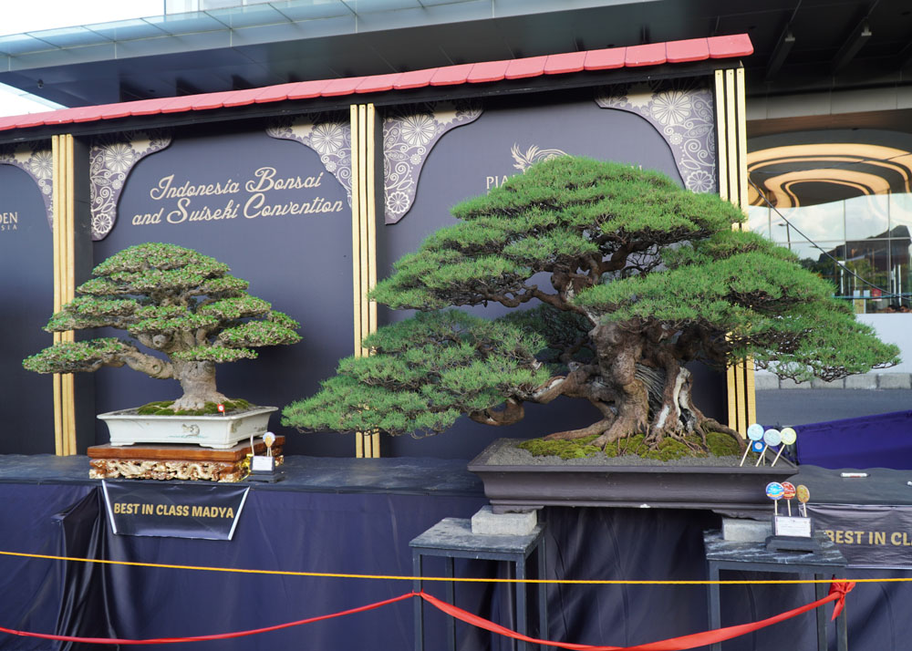 PPBI and WBFF Bonsai exhibition