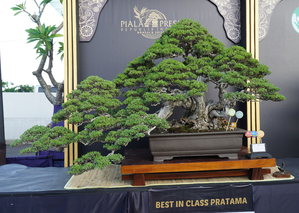 PPBI and WBFF Bonsai exhibition