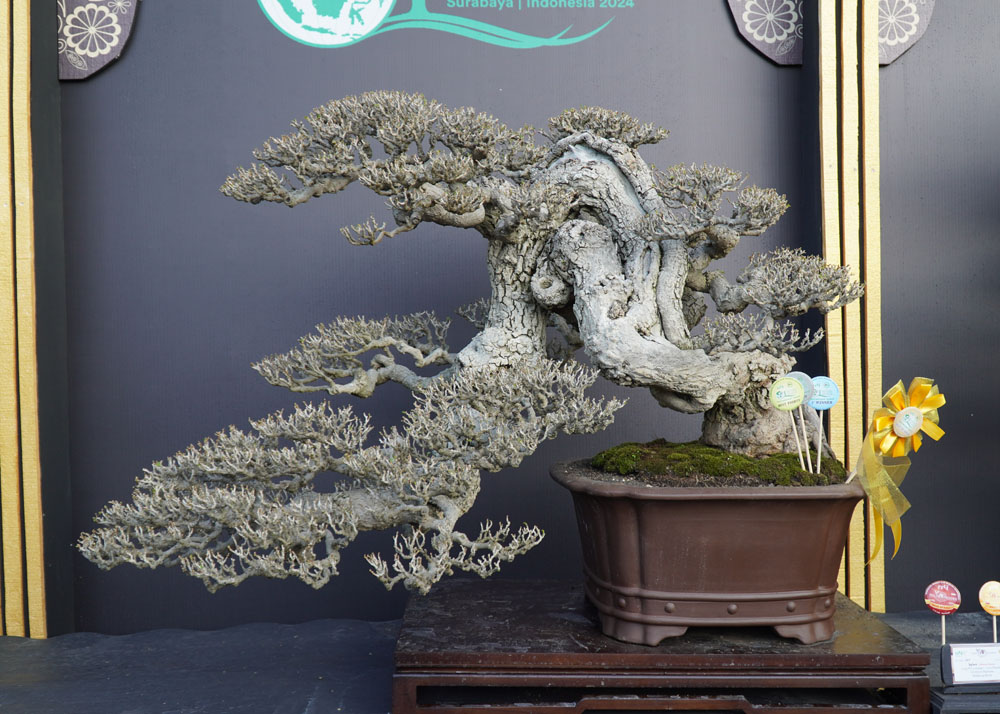 PPBI and WBFF Bonsai exhibition