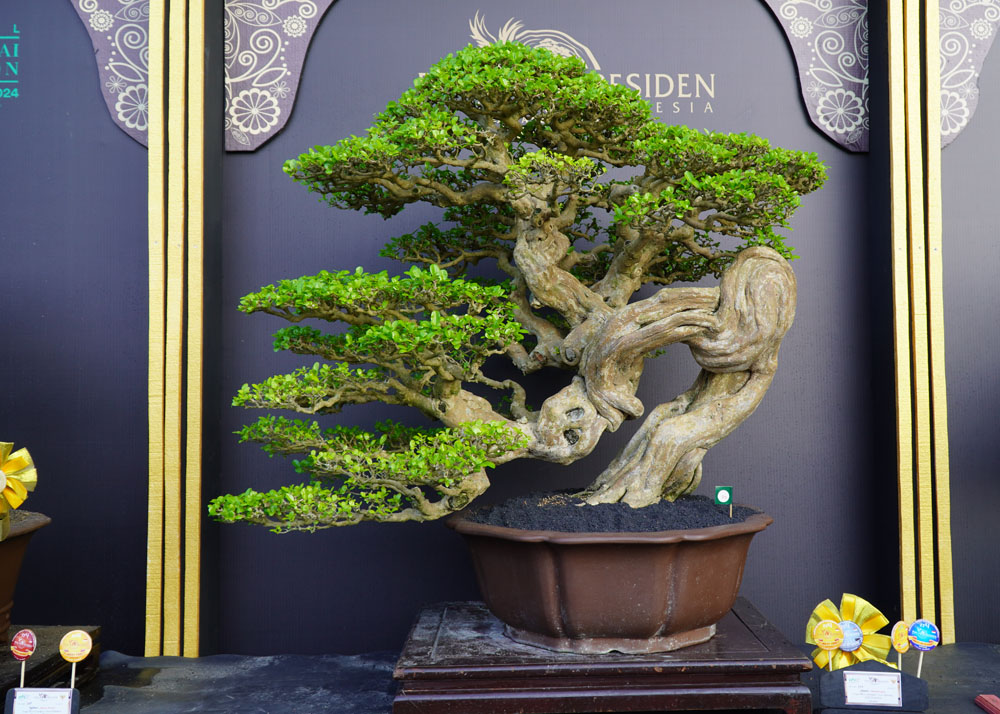 PPBI and WBFF Bonsai exhibition