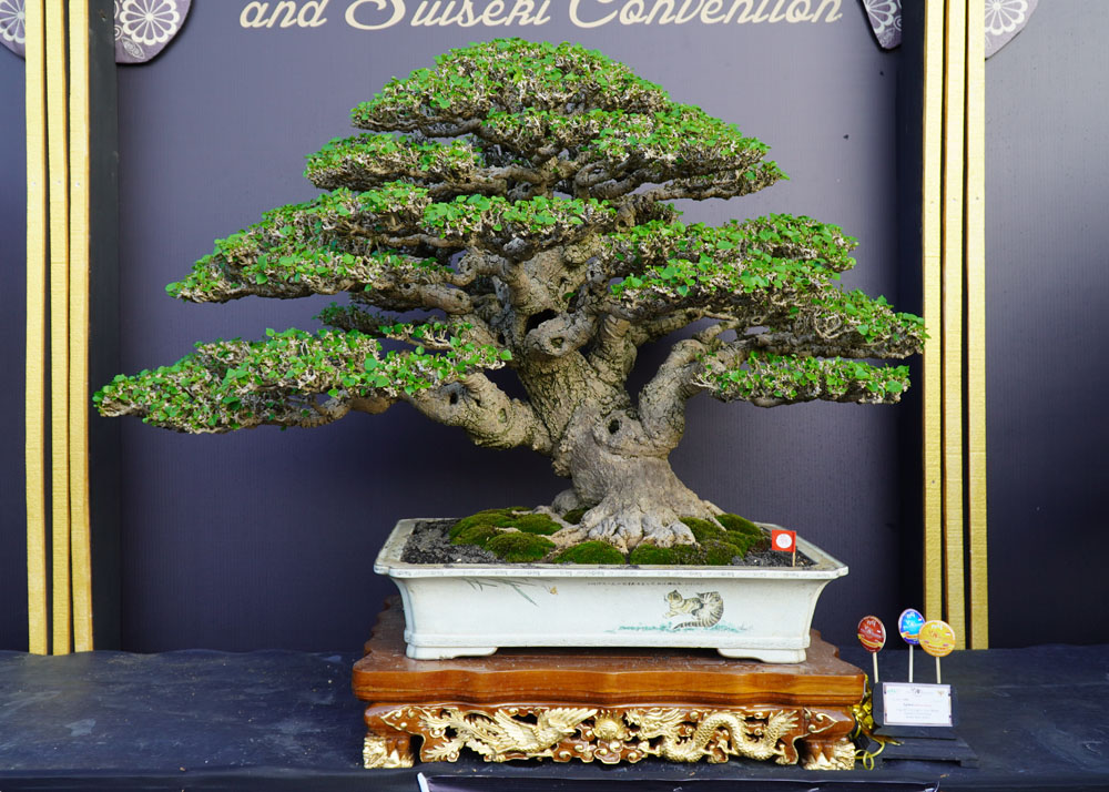 PPBI and WBFF Bonsai exhibition