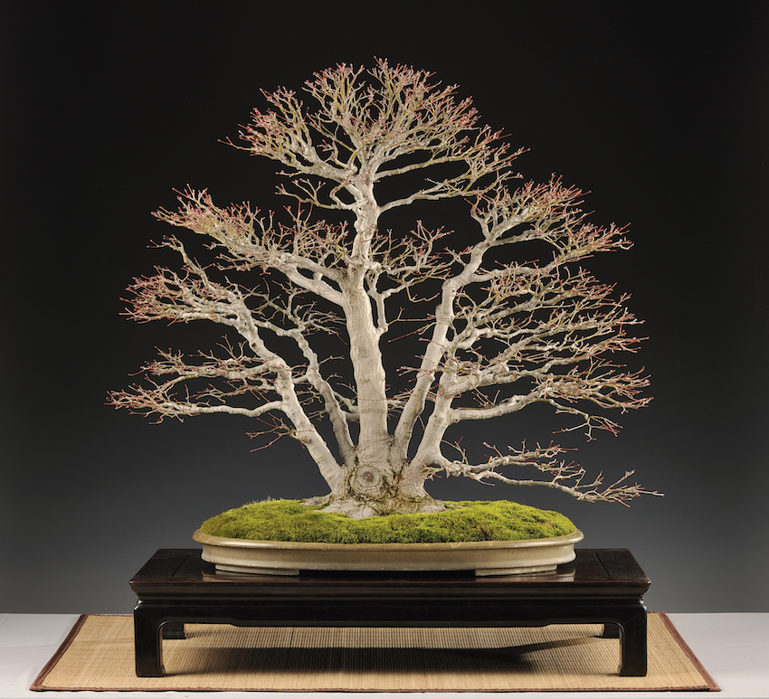 Acer Palmatum bonsai